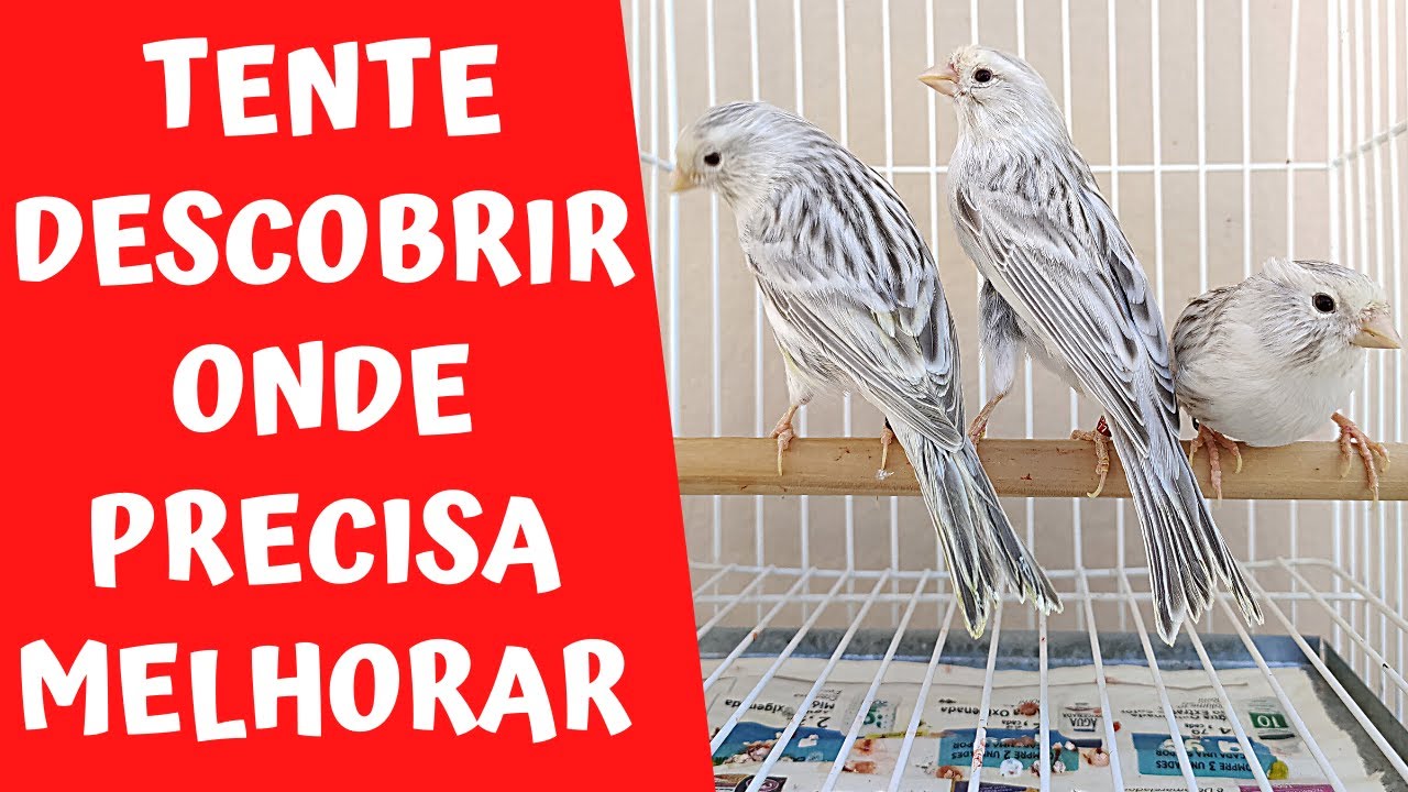 CANÁRIO ÁGATA EUMO PRATEADO