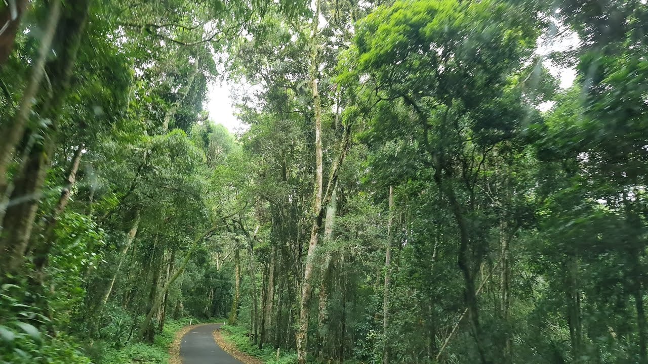 Camping trip to Bunya Mountains, QLD, Australia           호주 퀸즐랜드 번야 마운틴 캠핑 여행 