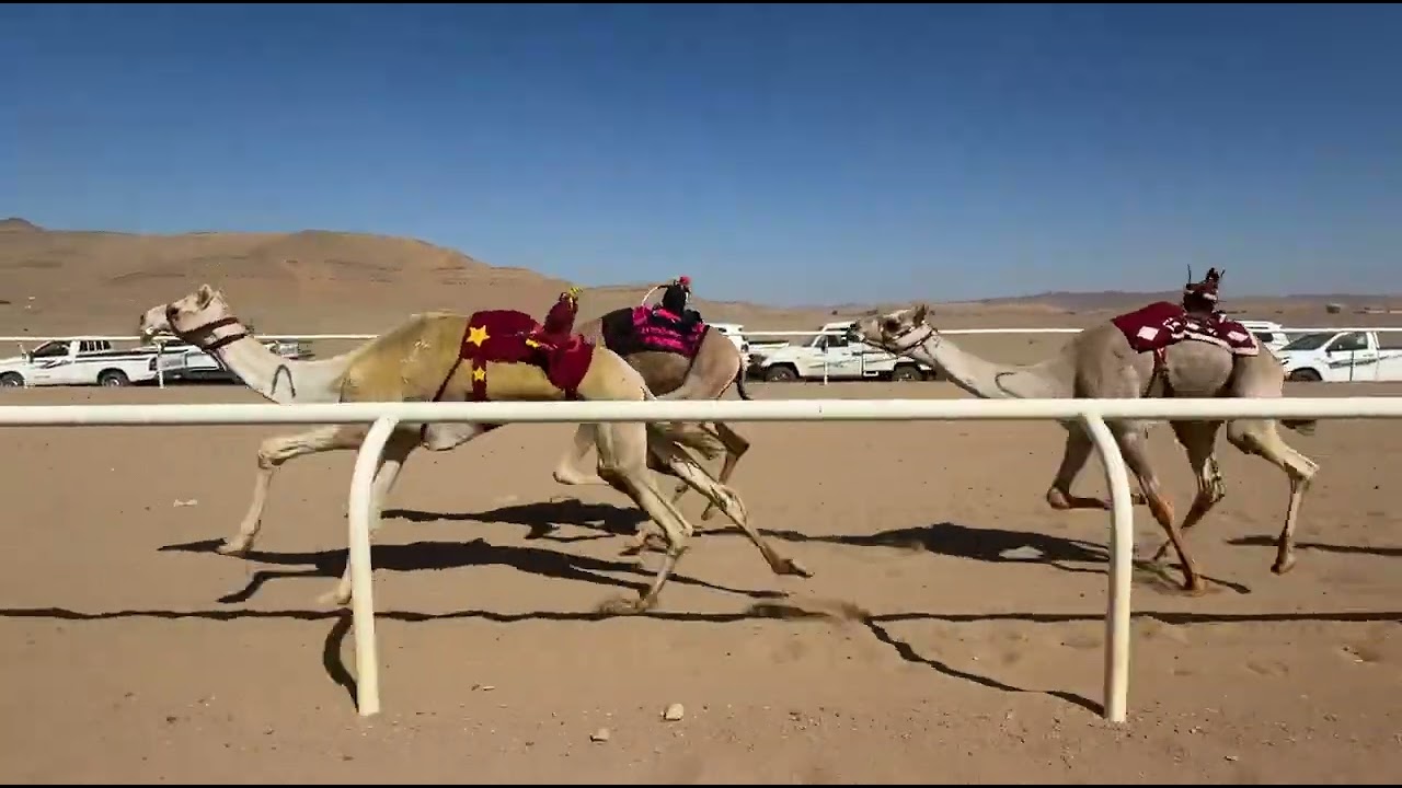 الشوط الثاني | قعدان لقايا رئيسي | لاهوب | يحى بن سلامه العطوي | 7:56