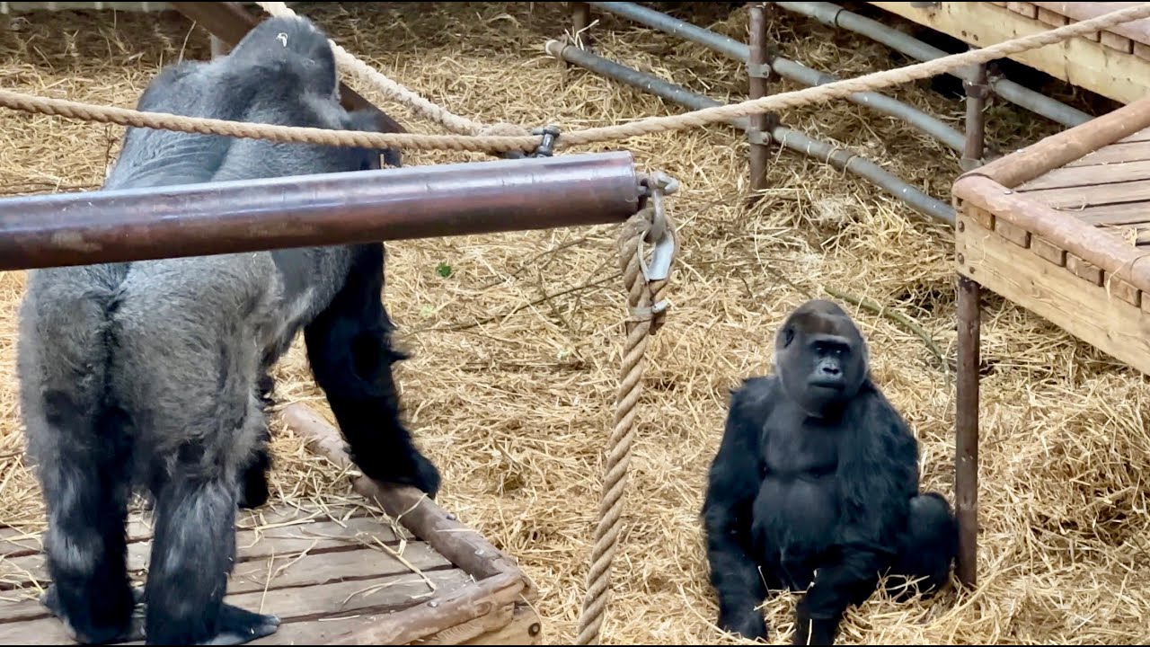 GORILLA YANGA IS BEING INTRODUCED - DAY 49 💕     (🎬 TODAY)