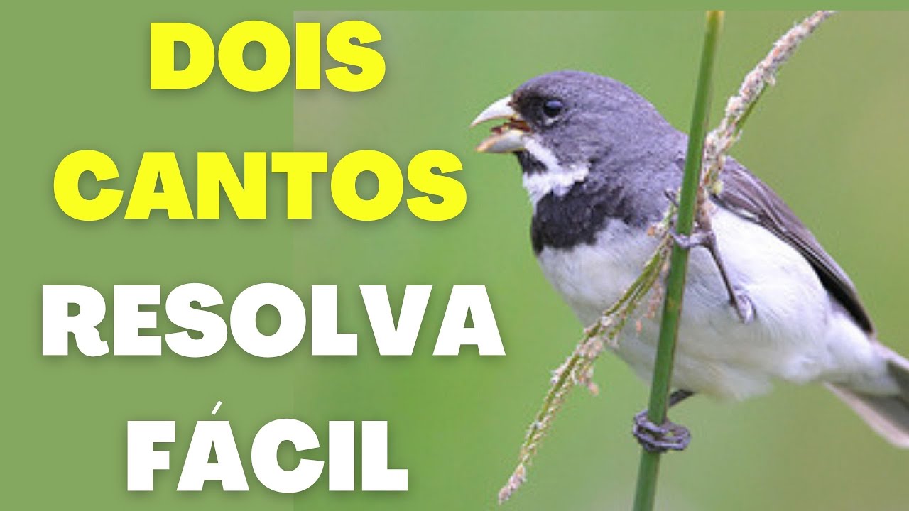 MEU COLEIRO ESTÁ COM DOIS CANTOS COMO RESOLVER?
