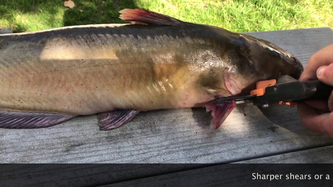 How to fillet channel Catfish - FAST & EASY