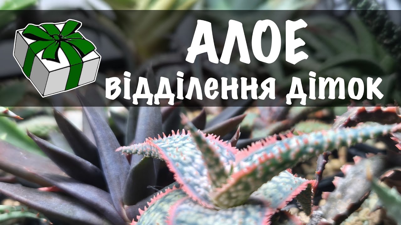 Відділення діток алое