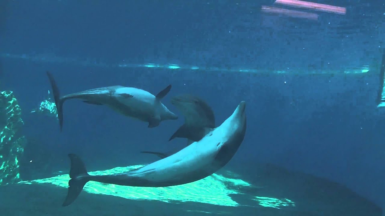 OMG gay dolphins!
