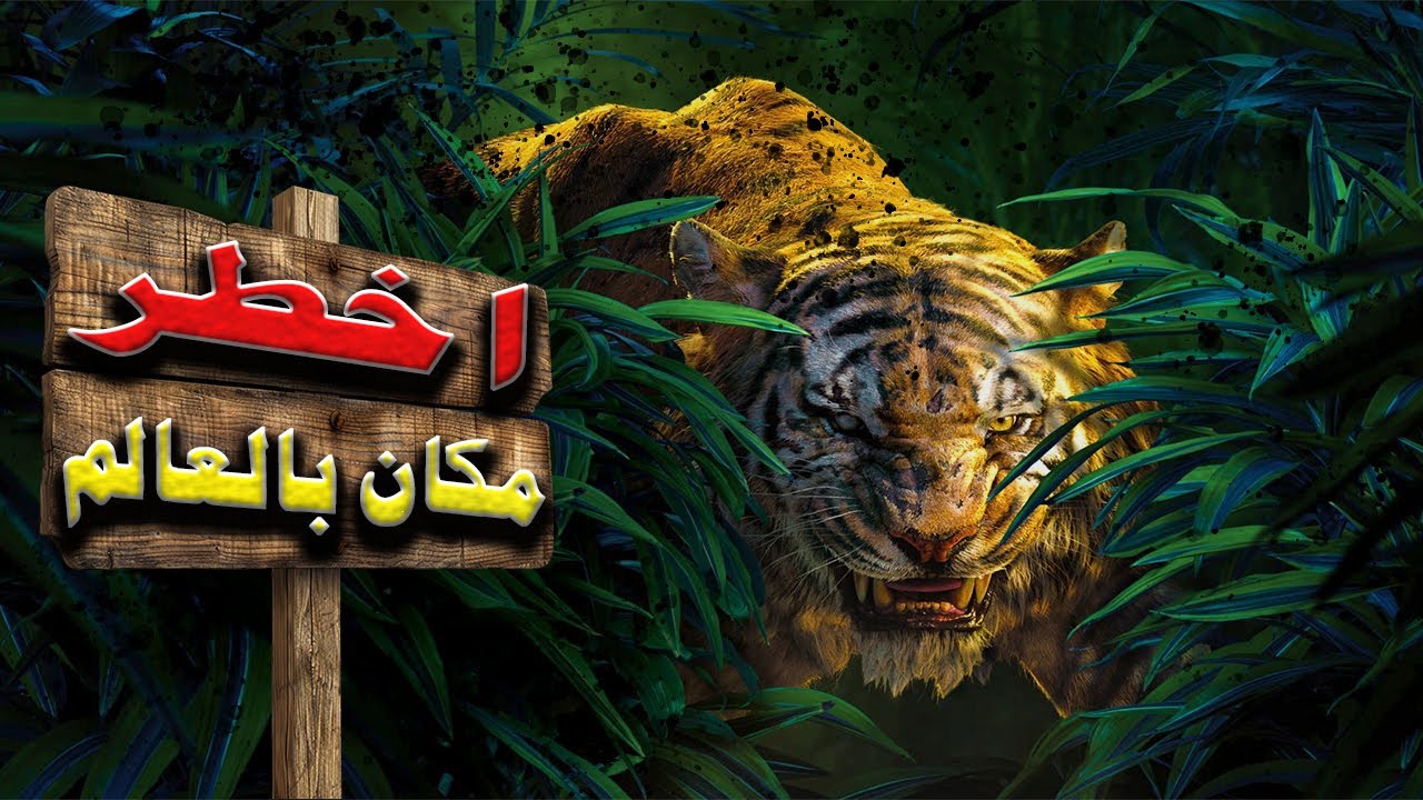 من داخل قلب الامازون