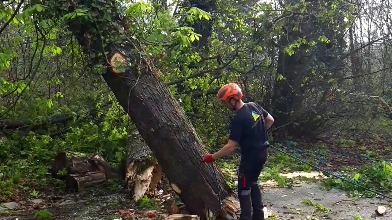 Abattage d'un arbre cassé