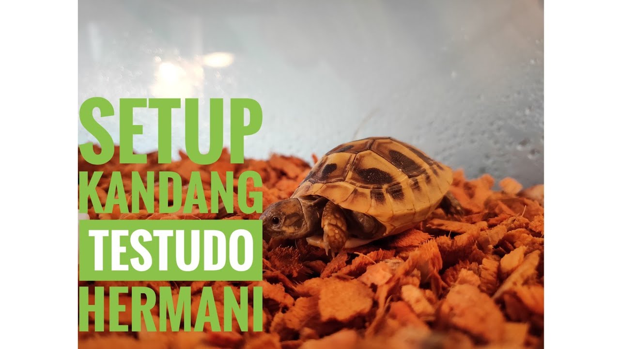 Setup kandang untuk tortoise testudo hermani