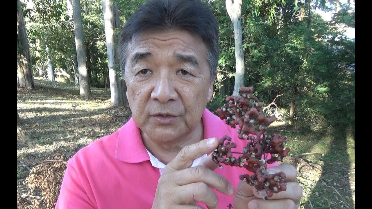 Uva Japonesa e Suas Propriedades Medicinais  22.04.2018