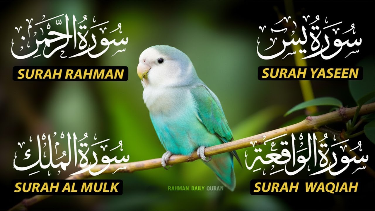 The Best Recitation Surah Yaseen (Yasin) | Surah Rahman | Surah Waqiah | Surah Mulk