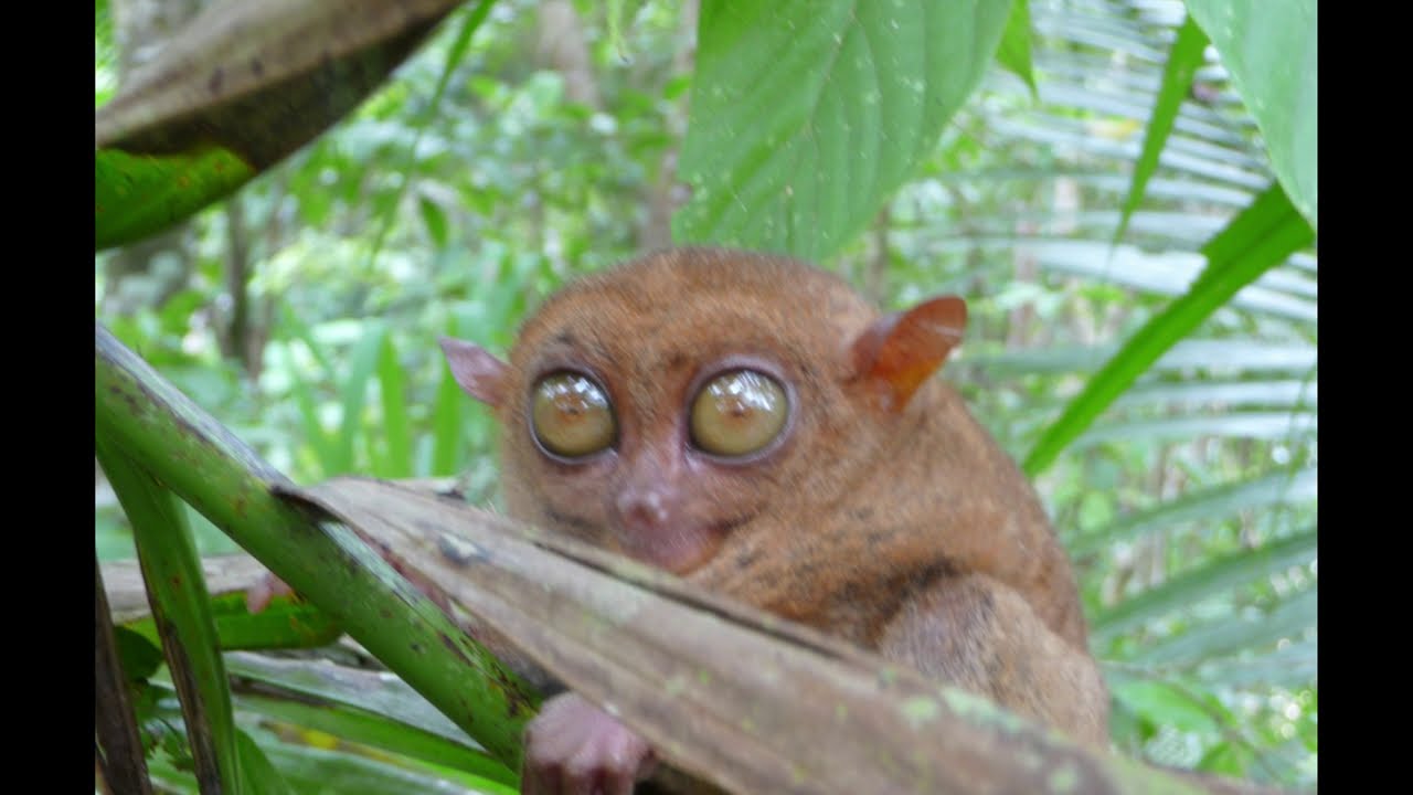Gaano ba kaliit ang Tarsier? ❤ First time MAKAKITA NITO🙈