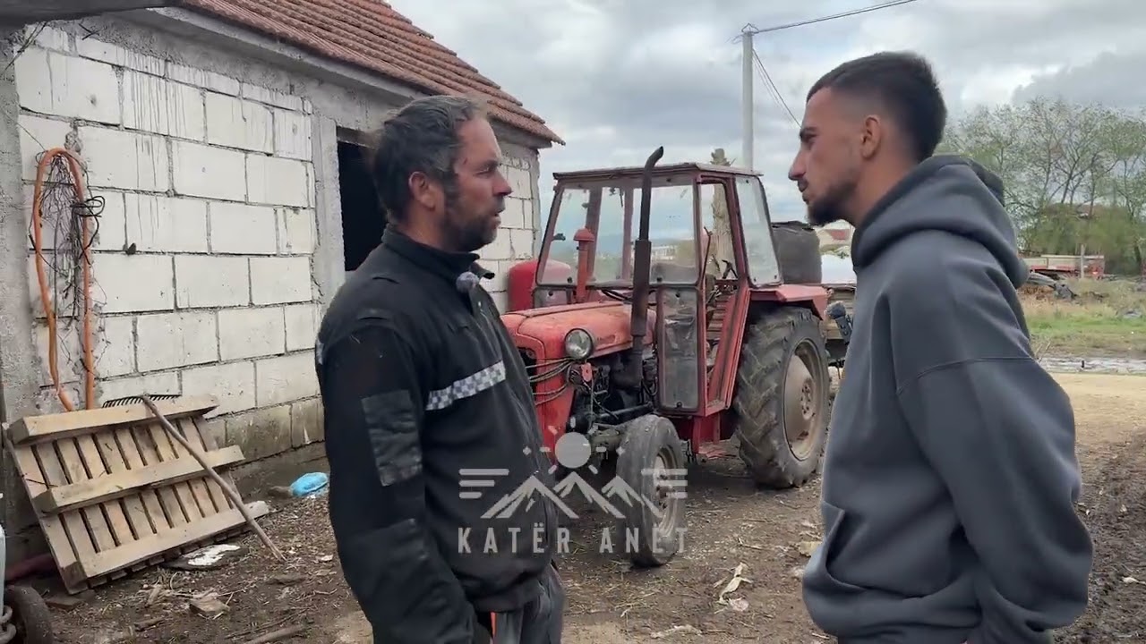 "100 litra në ditë"/ Ky është fermeri nga fshati Sazli që kujdeset për 20 krerë lope