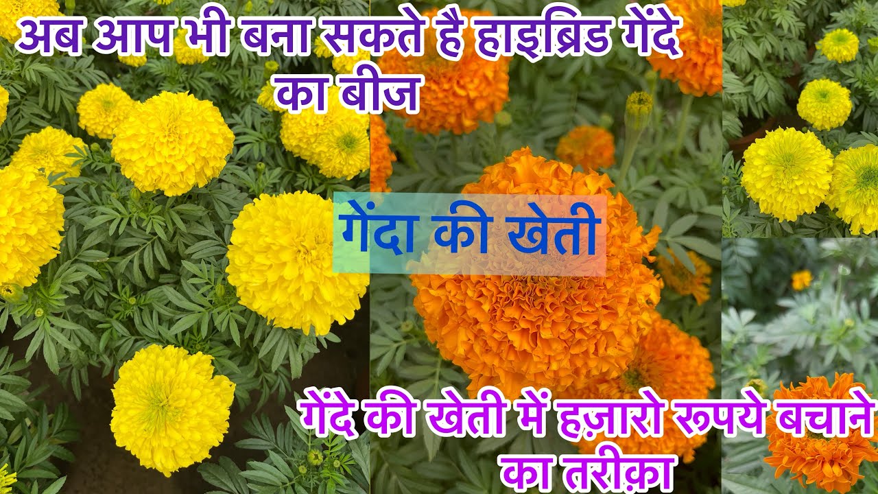 हाइब्रिड गेंदे का बीज बनाने का तरीक़ा, (गेंदे का बीज) गेंदे की खेती