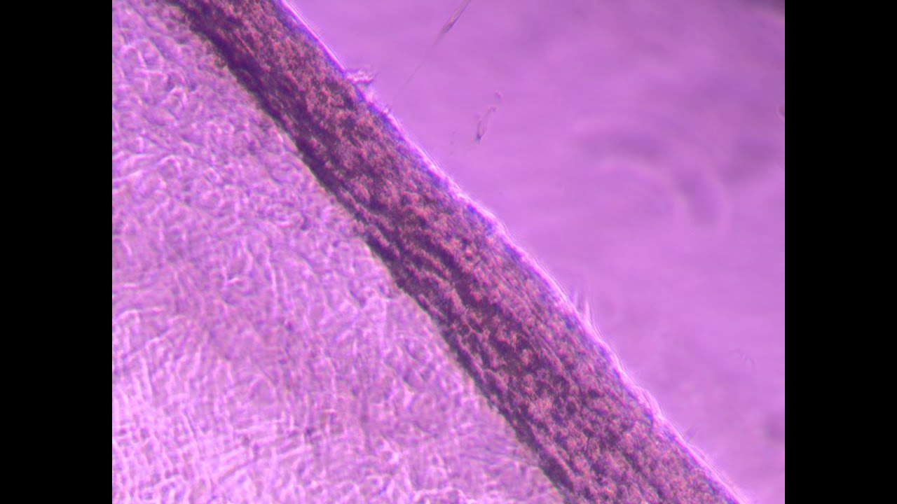 Cell detachment for temperature responsive polymers