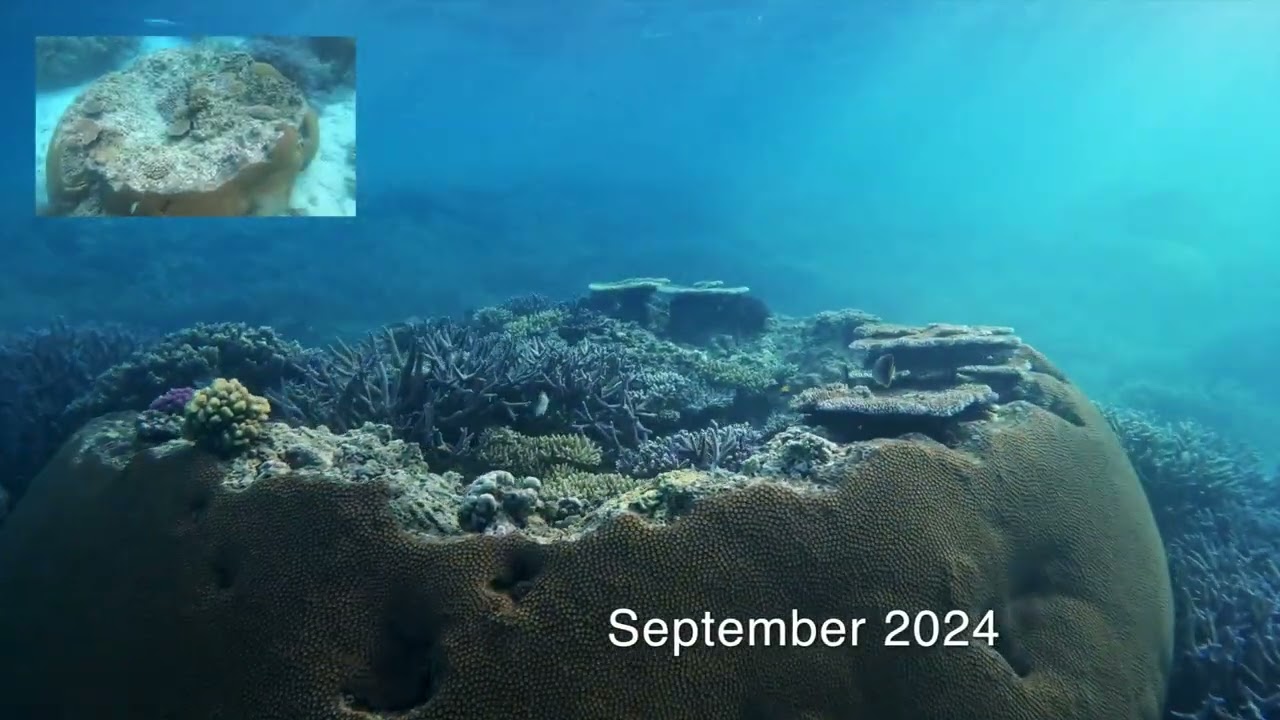 Fiji Reef Restoration Progress - Before and After (2020-2024)