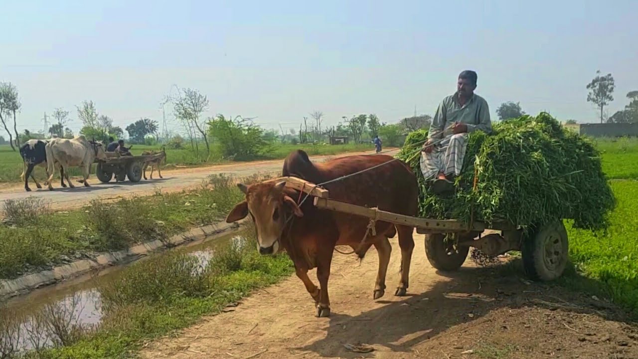 Beautiful Red Bull of Punjab With Full Load | Powerful Ox | Bull Cart