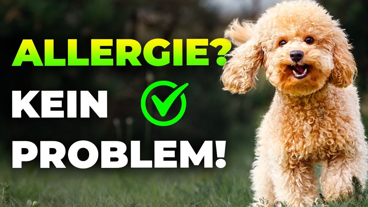 7 Hunde f&uuml;r Allergiker: Tierliebe ohne tr&auml;nende Augen, Schnupfen und Niesen