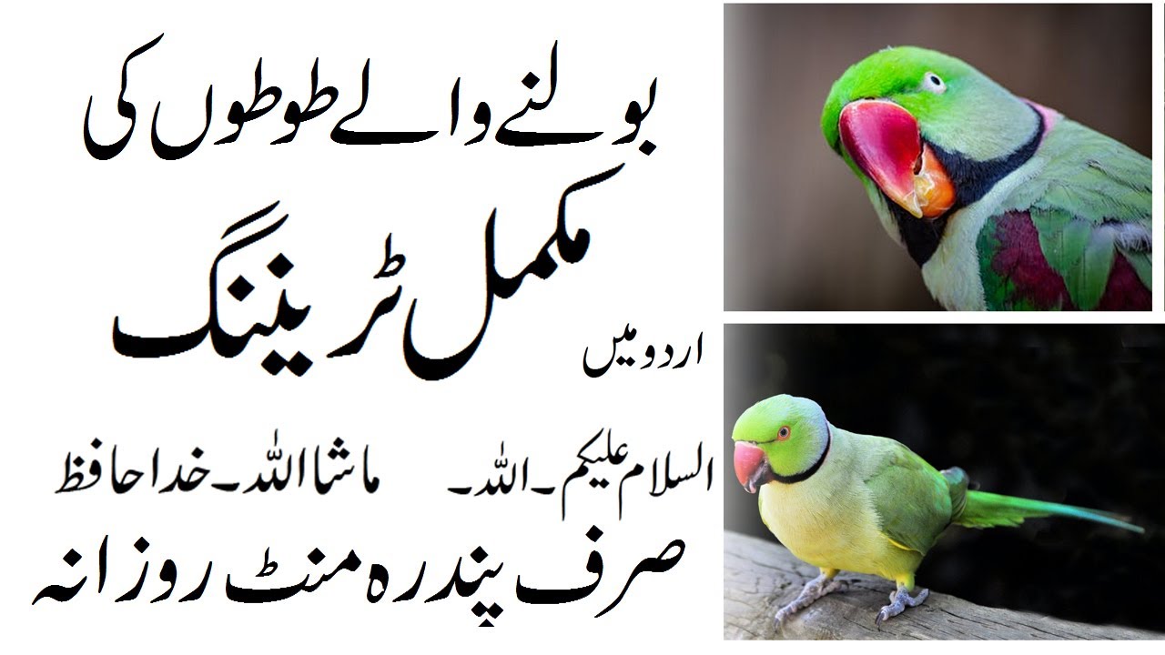 Parrot Talk Training || طوطوں کی ٹریننگ || URDU|| اللہ، السلام علیکم ، ماشا اللہ
