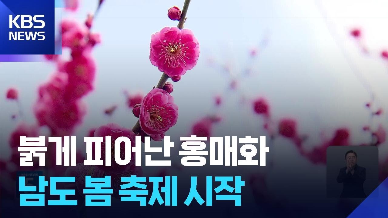 붉게 피어난 홍매화…남도의 봄 축제 시작 / KBS  2026.03.06.