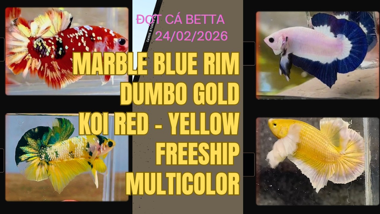 Đợt Cá Betta 24/2 Marble Blue Rim, Koi Red Copper, Dumbo Gold FREESHIP TẶNG MÁI