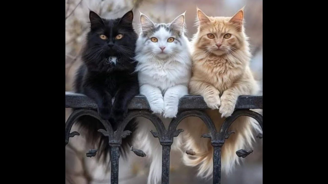 😺 Уличные красавчики! 🐈 Видео смешных котов и котят для хорошего настроения! 😻