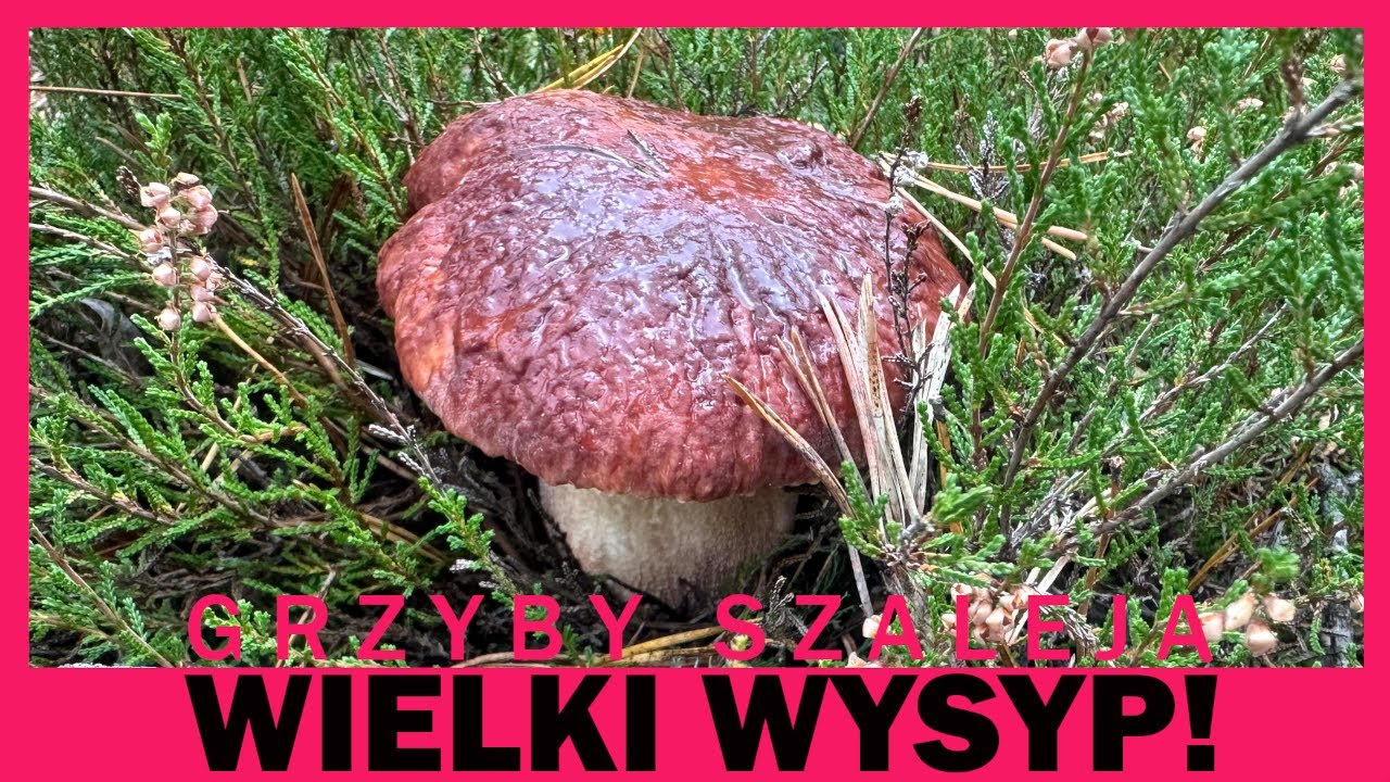 Grzyby szaleją, wielki wysyp!
