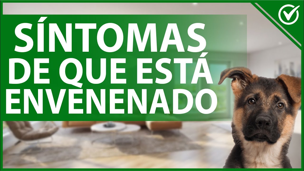 🐩 Cómo Saber si mi Perro está Envenenado - Causas, Síntomas y que Hacer con tu can 🐩☠️