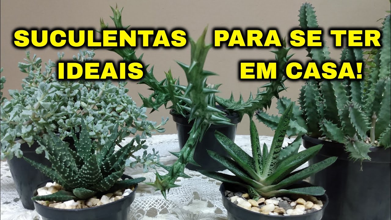 5 SUCULENTAS DE SOMBRA PERFEITAS PRA SUA CASA!