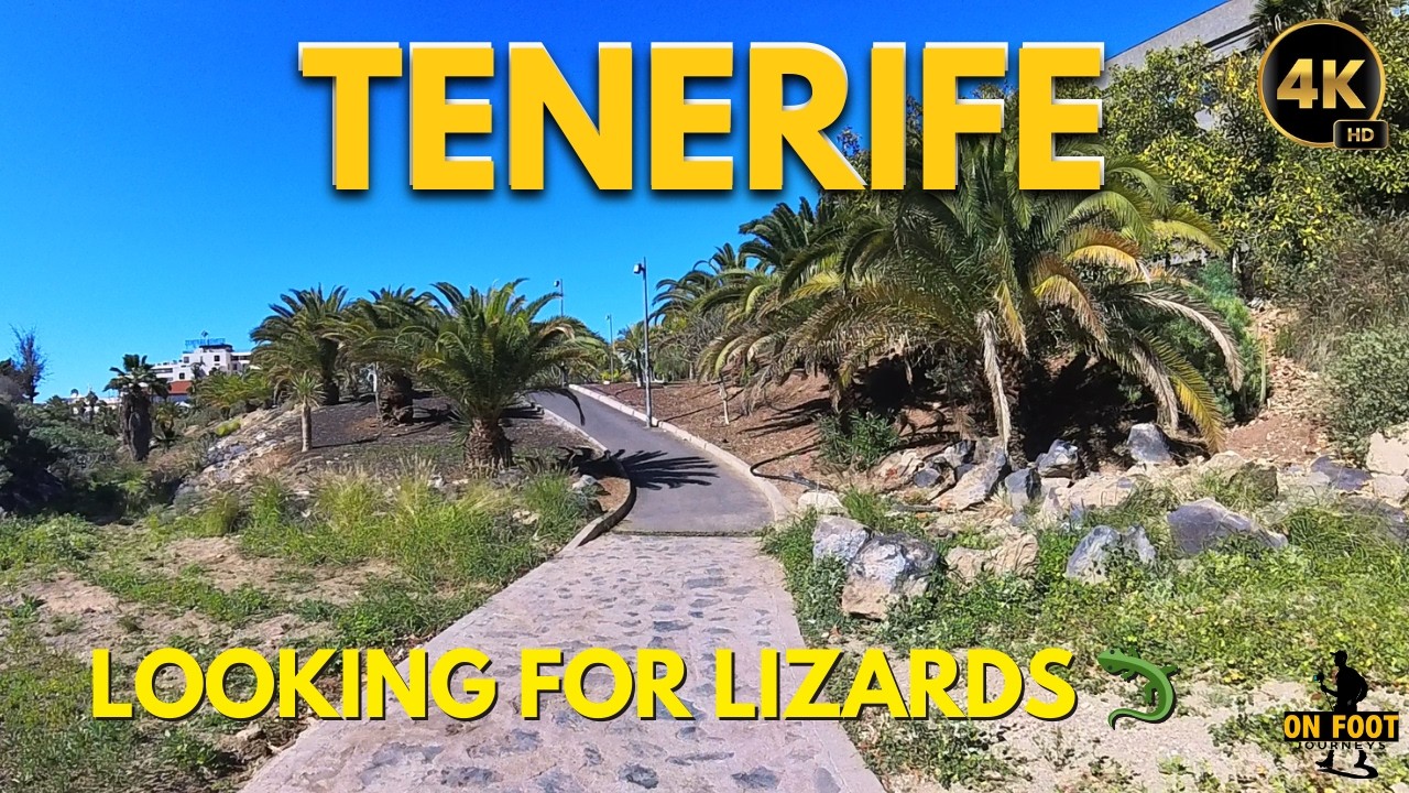 Tenerife - February 2 In Search of Lizards (Found Sunshine Instead) | Las Américas Walk 4K