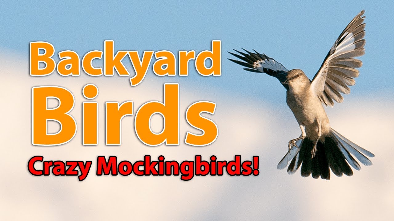 Backyard Birds: Crazy Mockingbirds!