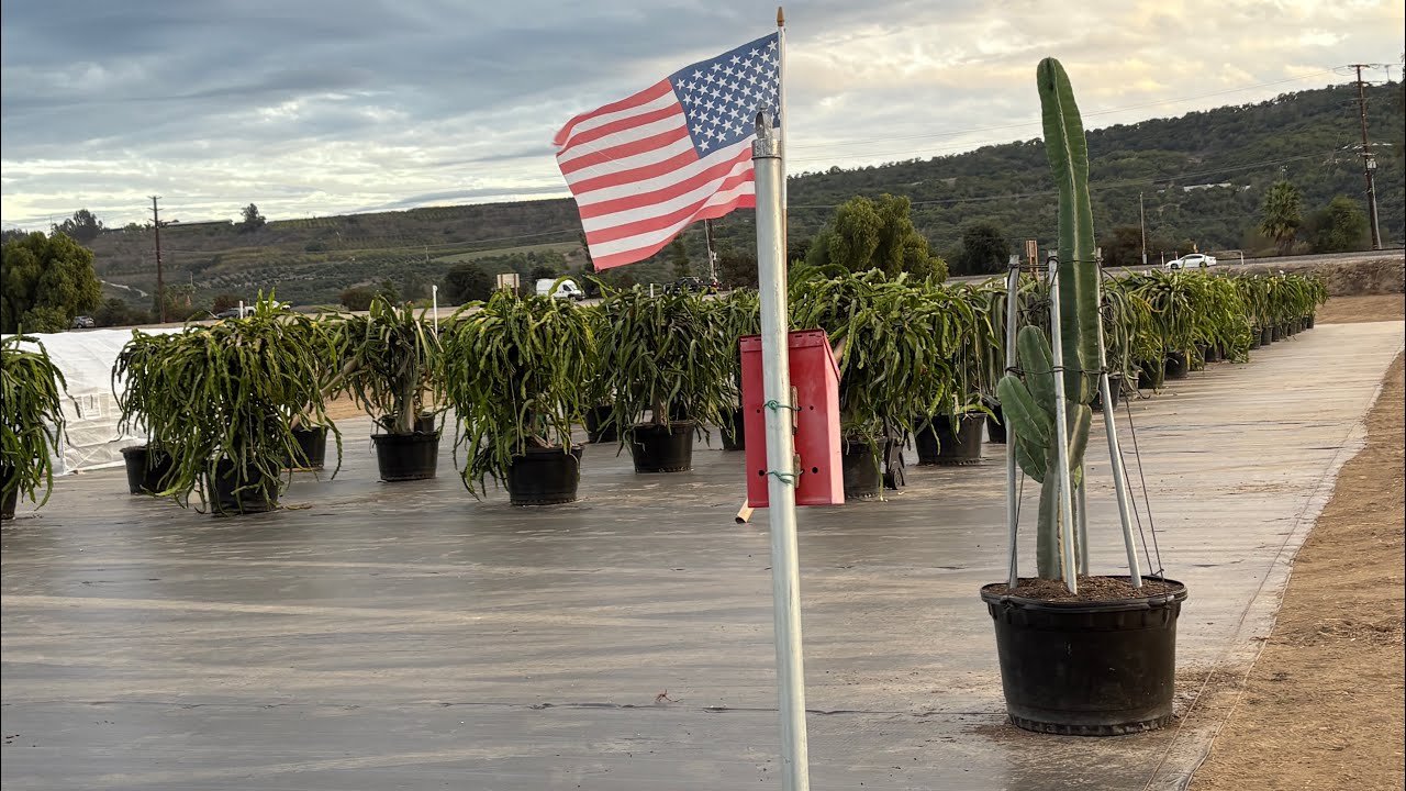 Welcome to Shulman Dragon Fruit Orchard in Moorpark!