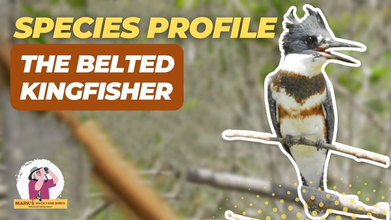 Why Is the Belted Kingfisher So Unique?