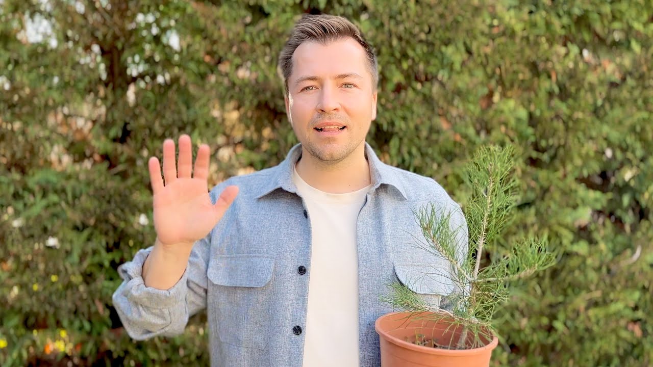 Reforest Network - Oбщее описание проекта и текущий прогресс (обновление 0.6)