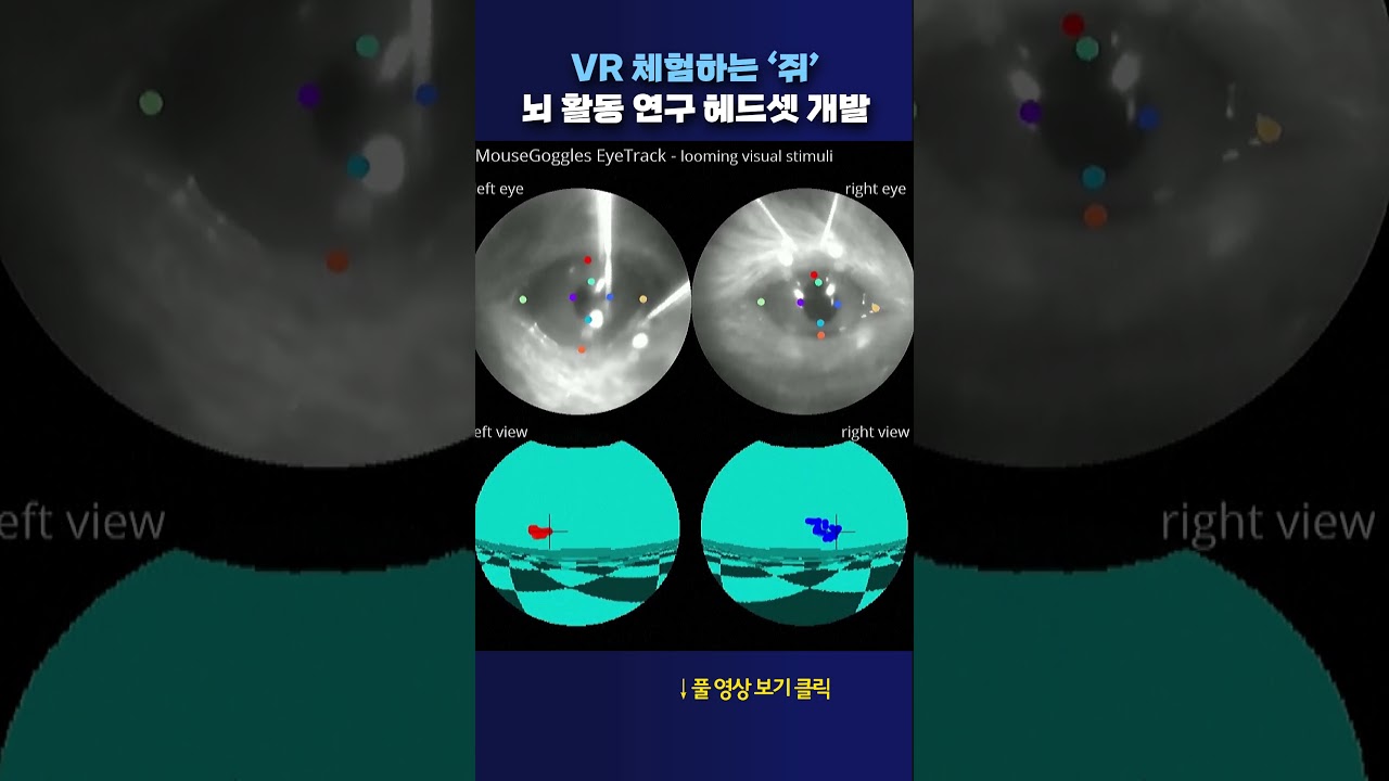 VR 체험하는 &lsquo;쥐&rsquo; #shorts