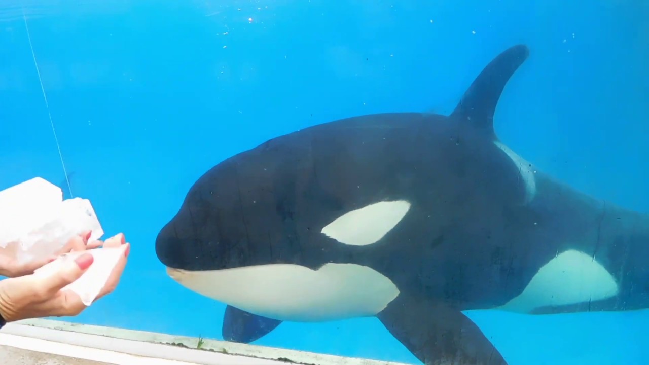 Makani does his wiggle, Up Close Pt 2 - Seaworld San Diego - July 17, 2019