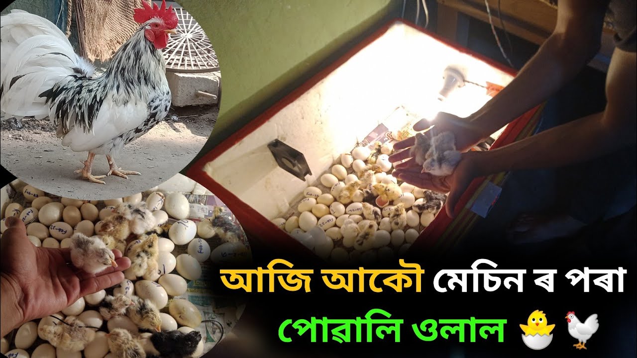 আজি আকৌ Incubator Machine ৰ পৰা পোৱালি ওলাই আছে 🐣🐓|| Homemade Incubator Machine Available (Assam)