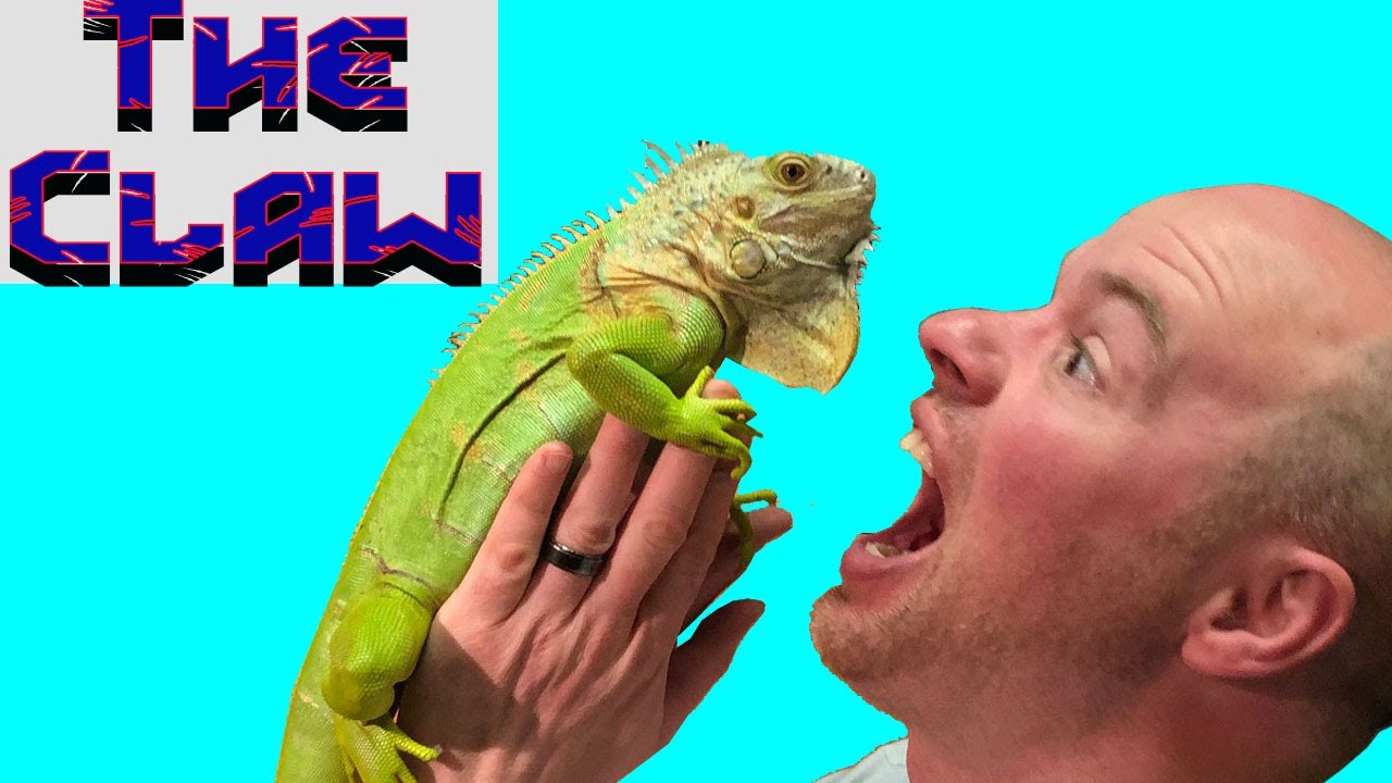 How to Clip IGUANA Nails - IGUANA Gets her Nails done