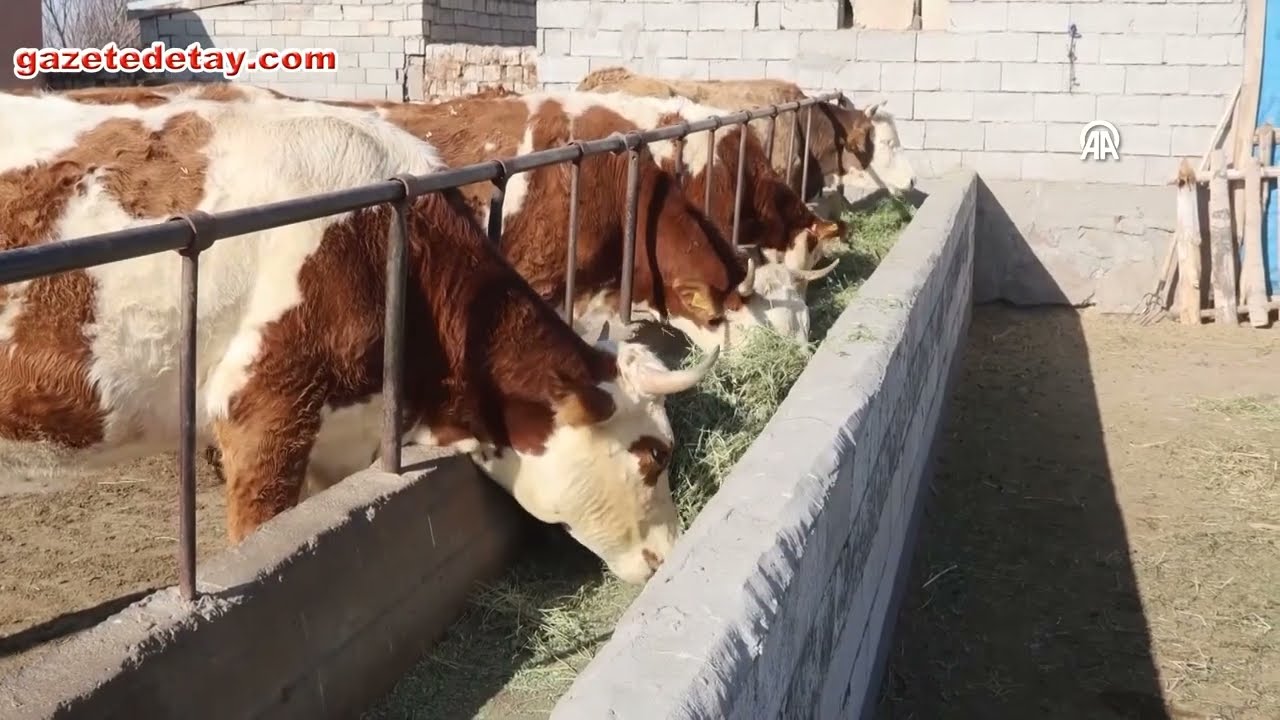 Iğdır’lı kadın 2 inekle başladı, şimdi servet değerinde sürü kurdu