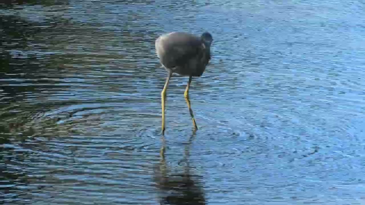 White-faced Heron 53