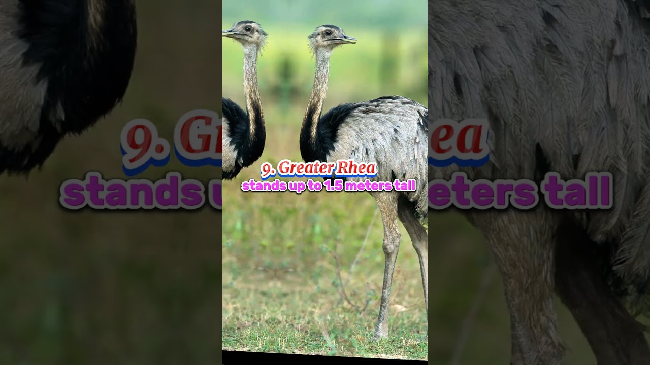top 10 biggest birds in the world 