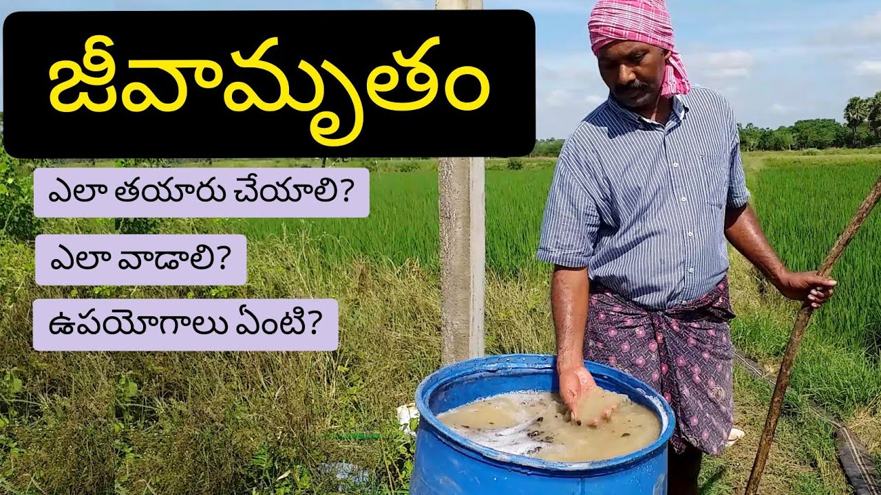jeevamrutham preperation || natural farming || grameena vyavasayam