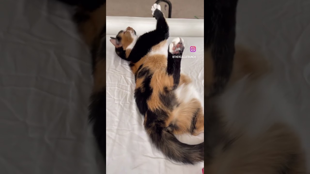 FUNNY CALICO CAT 😻