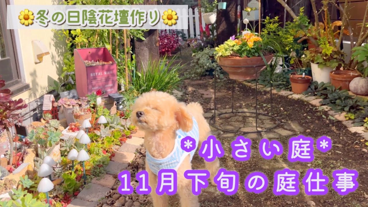 【冬の日陰花壇】テーマ別寄せ植え作り/葉牡丹で作る冬ガーデン/ラナンキュラスラックスの土替え/球根の植え付け/種まき苗の植え付け/