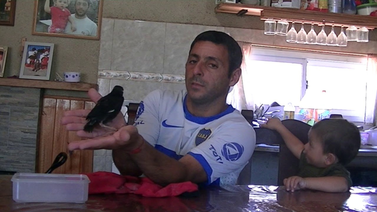 Pichón de mirlo moñudo