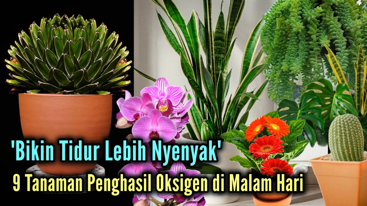 Bikin Tidur Lebih Bekualitas !! Inilah 9 Tanaman Penghasil Oksigen di Malam Hari