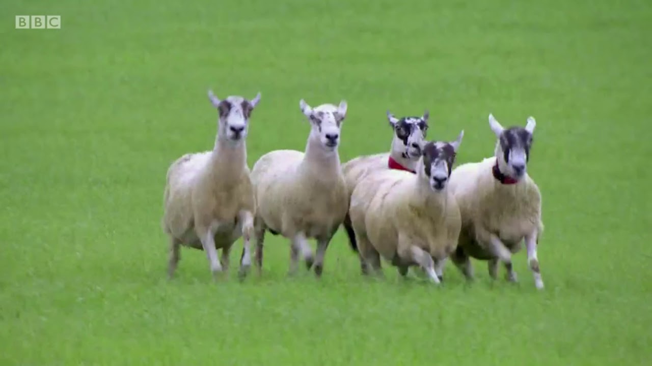 Alasdair Mundell & Taff - Day 2 - Scottish National Sheep Dog Trial 2018