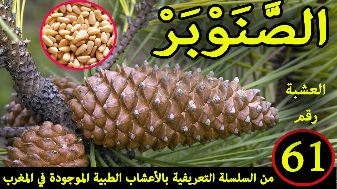الصنوبر العشبة 61 من السلسلة التعريفية بالأعشاب الطبية الموجودة في المغرب