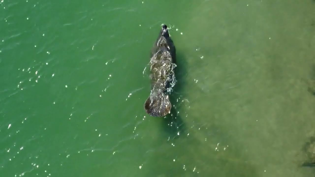 I found a manatee while flying my drone!