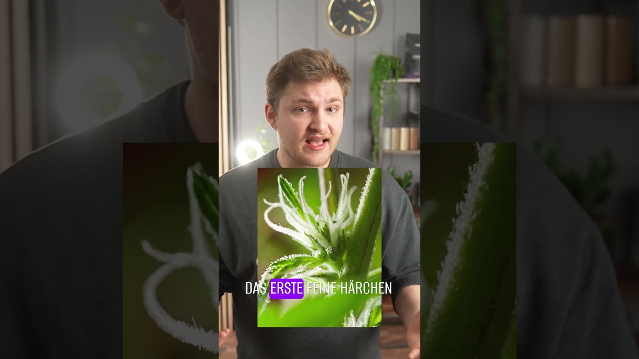 WIE man ZWITTER ERKENNT🥦 | #greennode #shorts