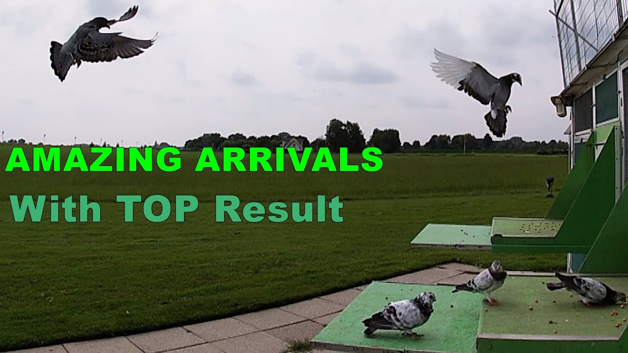 AMAZING ARRIVALS from 187km with TOP result