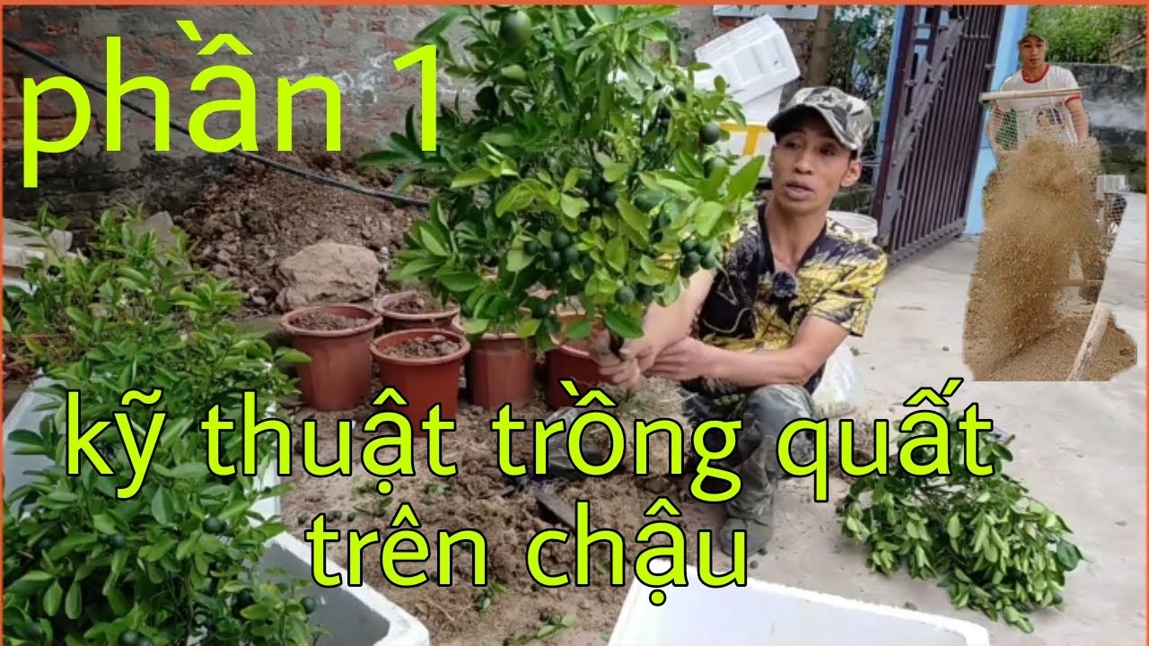 Kỹ thuật và cách trồng chăm sóc quất chậu phần 1